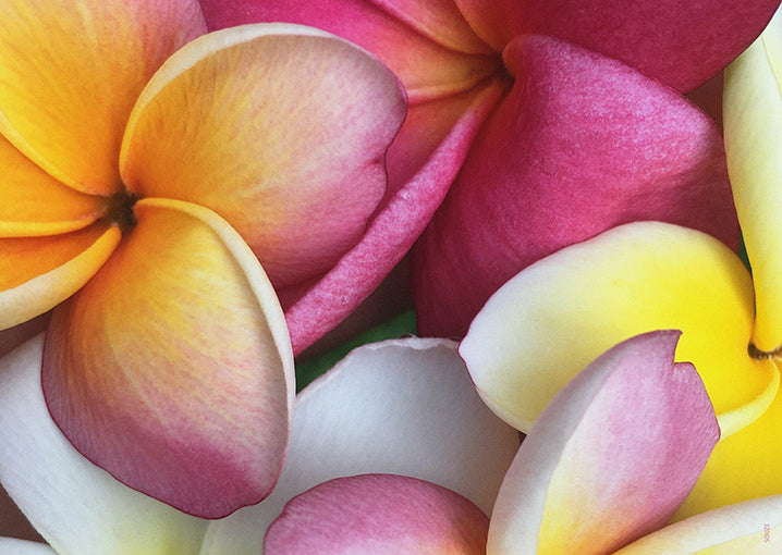 Papier-Tischset - Frangipani